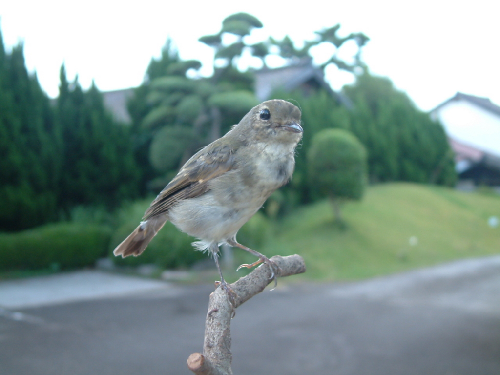 f:id:mikawakougei:20161016235944j:plain f:id:mikawakougei:20161016235944j:plain