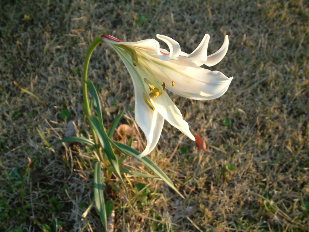 f:id:mikawakougei:20161215035555j:plain