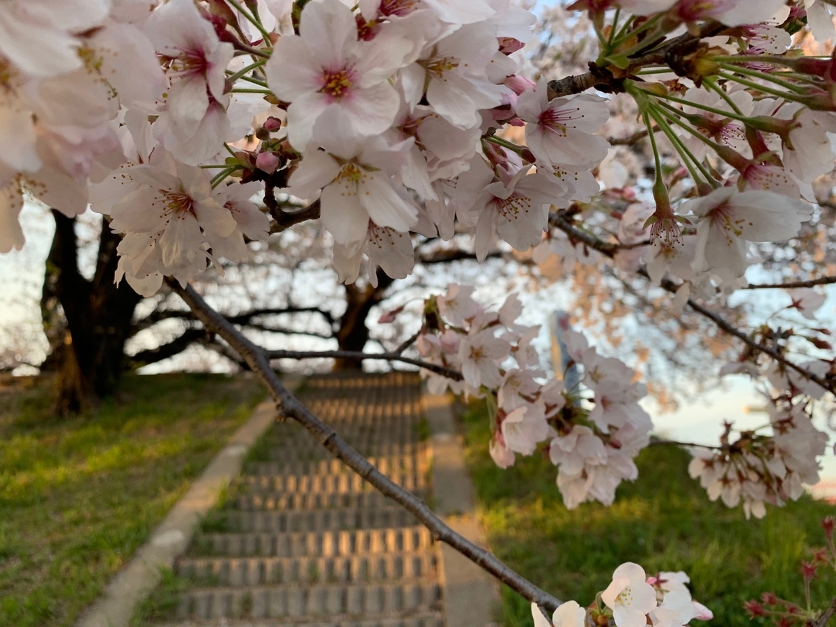 f:id:mikawakougei:20190410021308j:plain f:id:mikawakougei:20190410021308j:plain