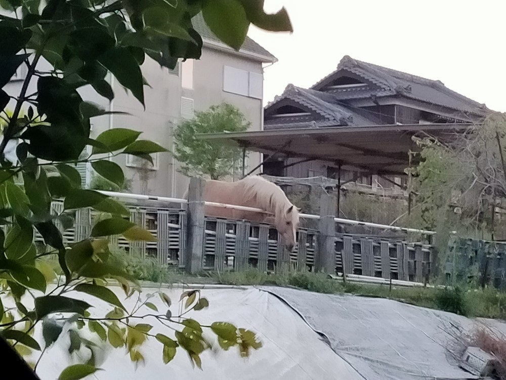 f:id:mikawawan:20210419194050j:plain