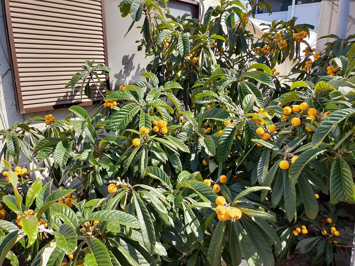 f:id:mikawawan:20210531145436j:plain