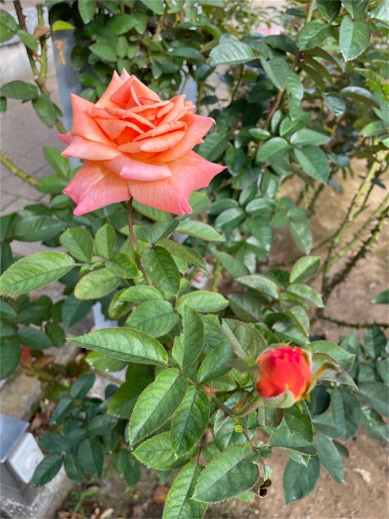 f:id:mikazuki-rin358:20211016130935j:image f:id:mikazuki-rin358:20211016130935j:image