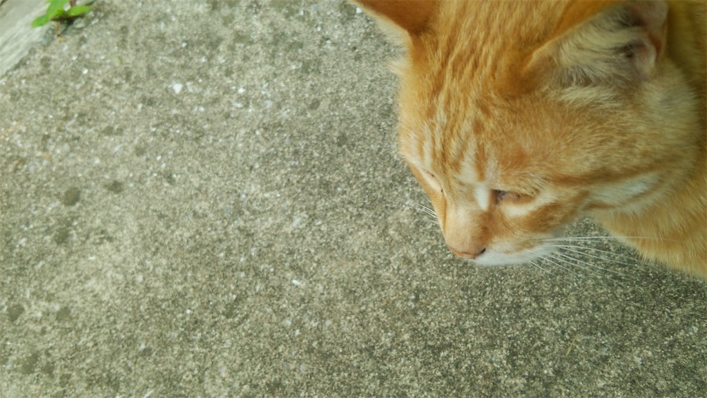 茶トラの猫。右上から左下を見ている。顔から首までが写っている。背景はグレーのアスファルト。