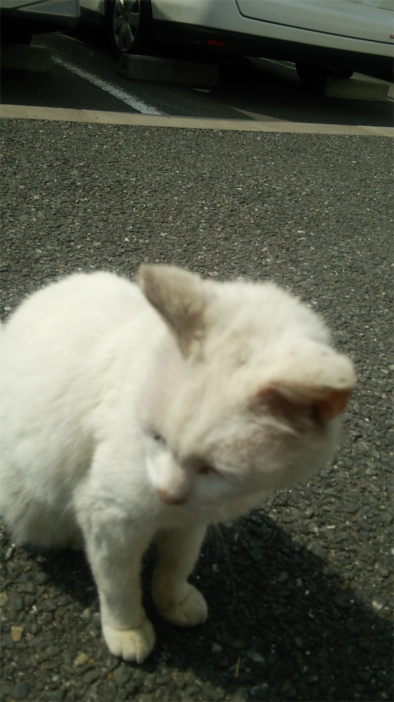f:id:mike-cat5R3n:20210711013610j:image f:id:mike-cat5R3n:20210711013610j:image