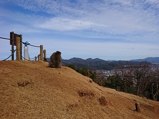 f:id:mike_kota:20200213132219j:plain