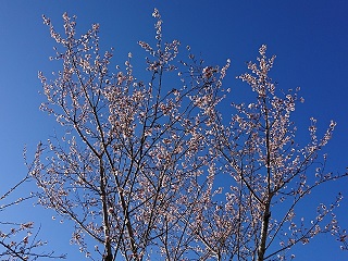 f:id:mike_kota:20200213132247j:plain