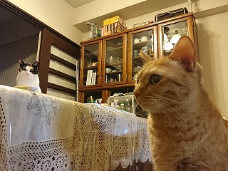 f:id:mike_kota:20200213132250j:plain