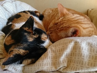 f:id:mike_kota:20200213132856j:plain