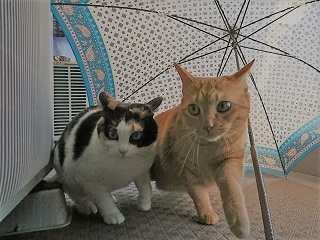 f:id:mike_kota:20200405164118j:plain