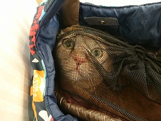 f:id:mike_kota:20200405164257j:plain