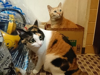 f:id:mike_kota:20200405164838j:plain