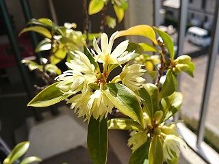 f:id:mike_kota:20200405164947j:plain