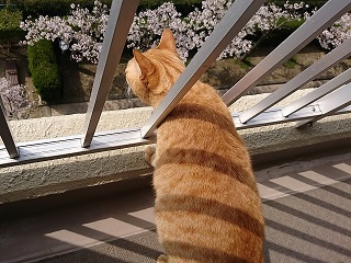 f:id:mike_kota:20200517165252j:plain