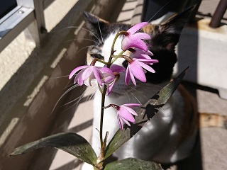 f:id:mike_kota:20200517165407j:plain