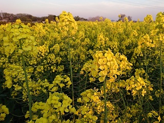 f:id:mike_kota:20200517165446j:plain