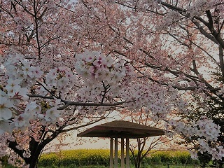 f:id:mike_kota:20200517165535j:plain