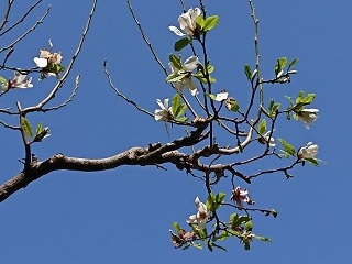 f:id:mike_kota:20200517165732j:plain