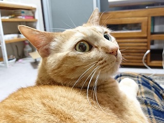 f:id:mike_kota:20200517165922j:plain