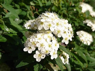 f:id:mike_kota:20200517170128j:plain