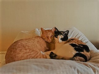 f:id:mike_kota:20200517170906j:plain