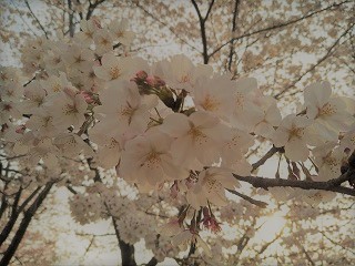 f:id:mike_kota:20210425075753j:plain