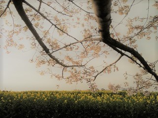 f:id:mike_kota:20210425075818j:plain