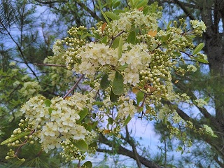 f:id:mike_kota:20210622171947j:plain