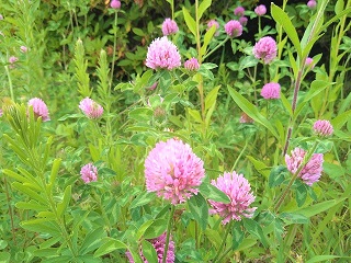 f:id:mike_kota:20210622195658j:plain