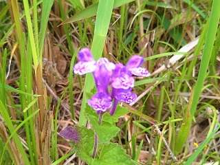 f:id:mike_kota:20210622195718j:plain