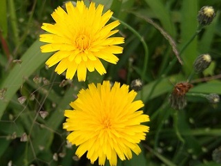 f:id:mike_kota:20210622195740j:plain