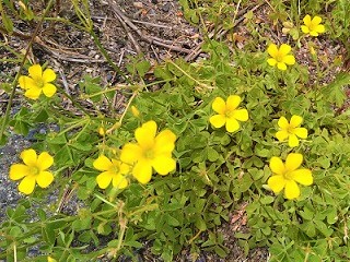 f:id:mike_kota:20210622195802j:plain