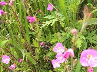 f:id:mike_kota:20210622195857j:plain