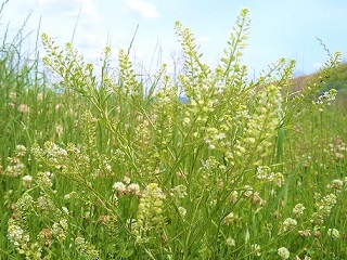 f:id:mike_kota:20210622195913j:plain