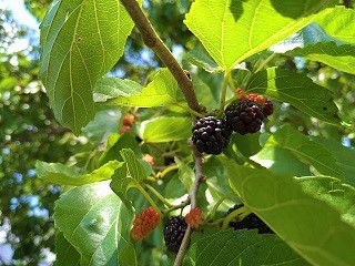 f:id:mike_kota:20210622214248j:plain