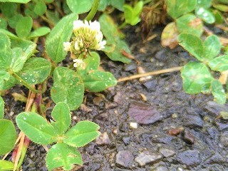 f:id:mike_kota:20210622214503j:plain