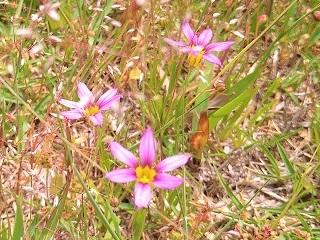 f:id:mike_kota:20210622214625j:plain