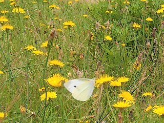 f:id:mike_kota:20210622214653j:plain