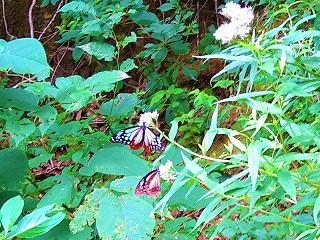 f:id:mike_kota:20210928160749j:plain