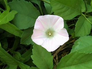 f:id:mike_kota:20210928172720j:plain