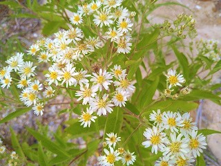 f:id:mike_kota:20210928172758j:plain