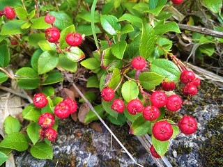 f:id:mike_kota:20210928172818j:plain