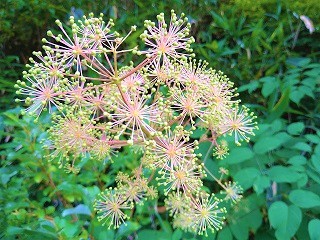 f:id:mike_kota:20210928172839j:plain