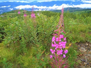 f:id:mike_kota:20210928172916j:plain