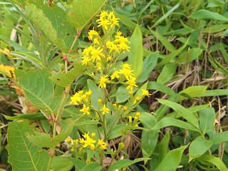 f:id:mike_kota:20210928172937j:plain