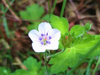 f:id:mike_kota:20210928173031j:plain