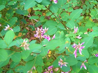 f:id:mike_kota:20210928173051j:plain