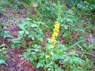 f:id:mike_kota:20210928173110j:plain