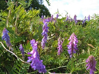 f:id:mike_kota:20210928173128j:plain