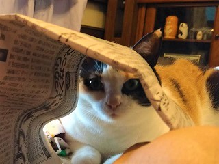 f:id:mike_kota:20210928174720j:plain