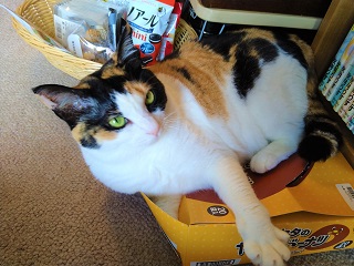 f:id:mike_kota:20210928174738j:plain